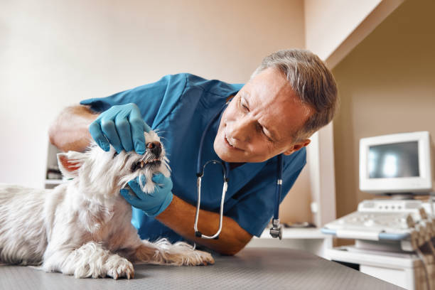 Best Emergency Wisdom Teeth Removal in Craig Beach, OH